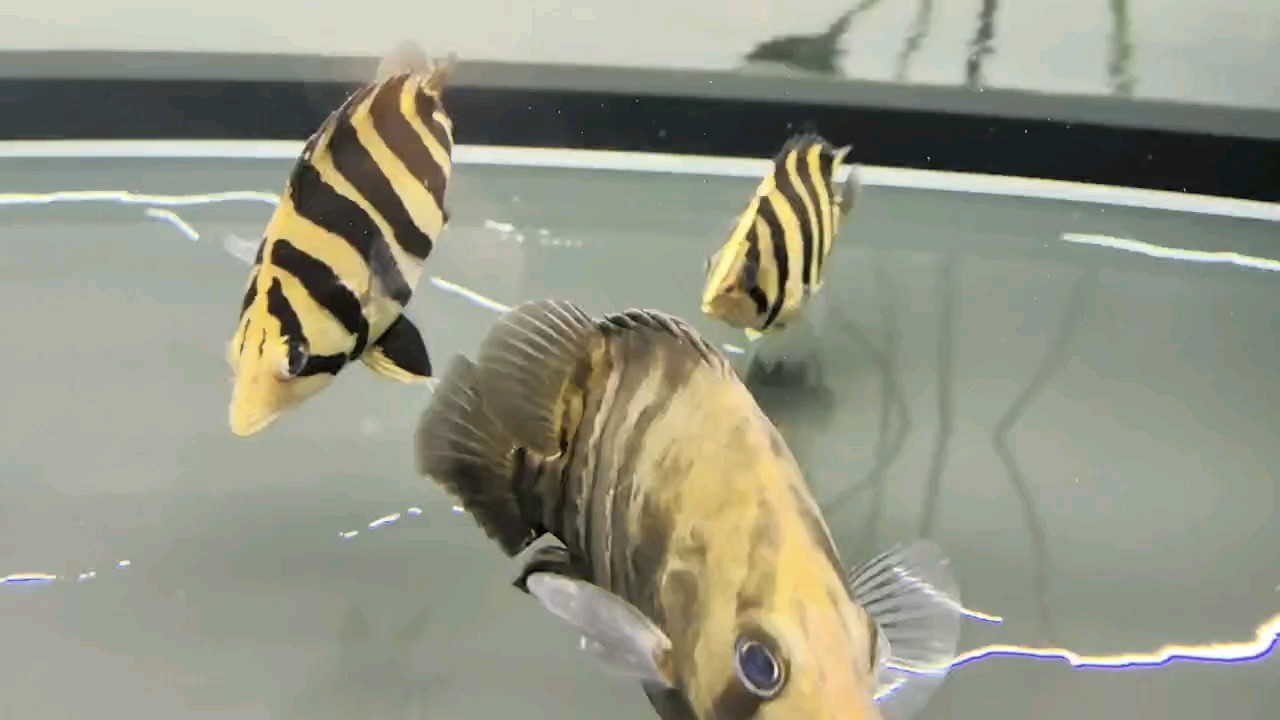 魚友們端午安康