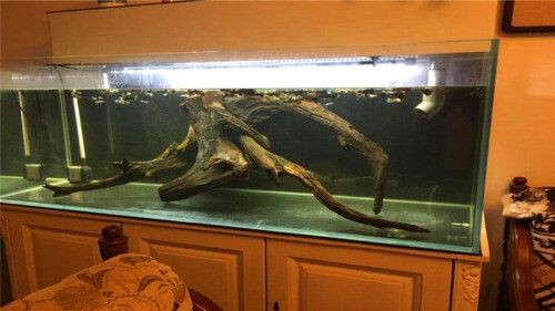 魚缸沉木選擇優質沉木需要注意的技巧是什么，沉木的選擇：如何選擇優質沉木