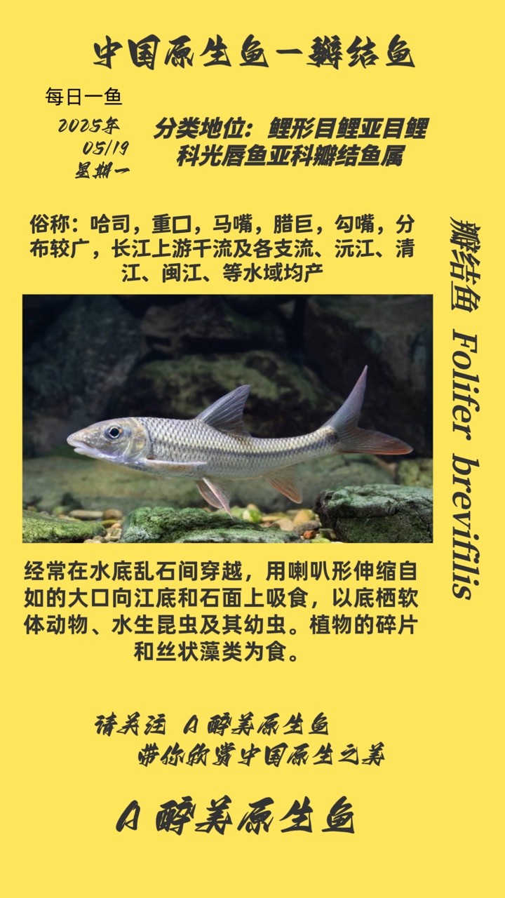 瓣結魚