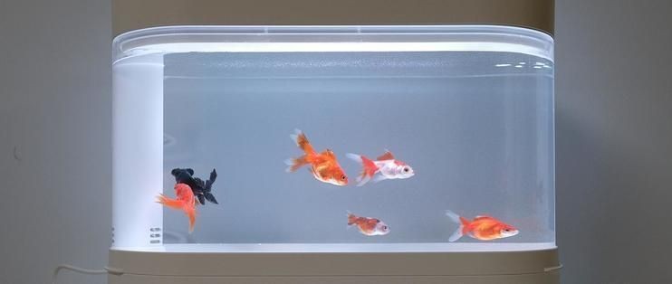 畫法幾何魚缸過(guò)濾：畫法幾何魚缸的過(guò)濾系統(tǒng)