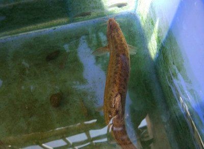 鱔魚魚缸養殖方法：鱔魚魚缸養殖的方法