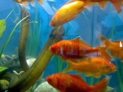 鱔魚魚缸養殖方法：鱔魚魚缸養殖的方法