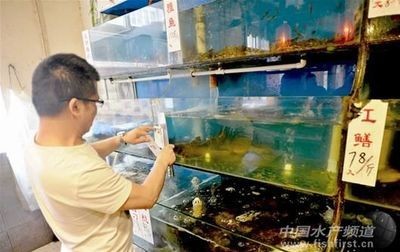 鱔魚魚缸養殖方法：鱔魚魚缸養殖的方法