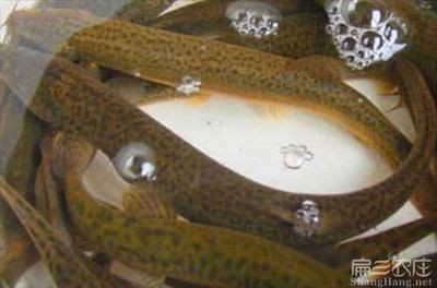 鱔魚魚缸養殖方法：鱔魚魚缸養殖的方法