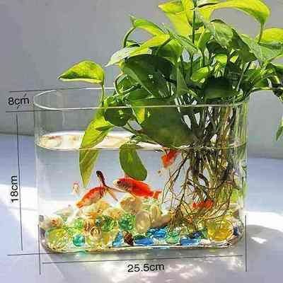 鱔魚魚缸養殖方法：鱔魚魚缸養殖的方法