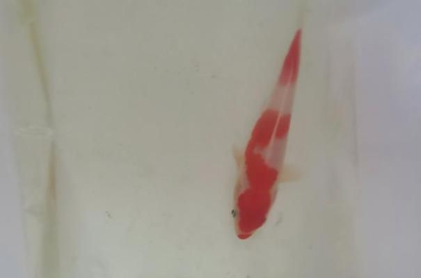 魚缸混養環境疾病防控措施：混養魚種選擇指南，觀賞魚飼料選擇要點，魚缸疾病預防方法