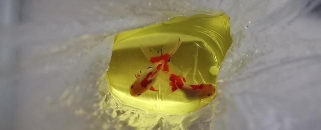 魚缸混養環境疾病防控措施：混養魚種選擇指南，觀賞魚飼料選擇要點，魚缸疾病預防方法