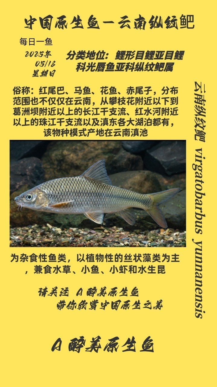 云南縱紋鲃