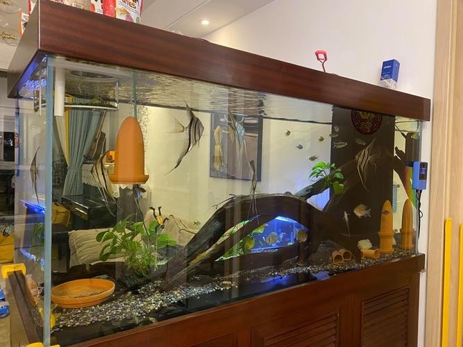 龍魚缸水草造景圖片大全