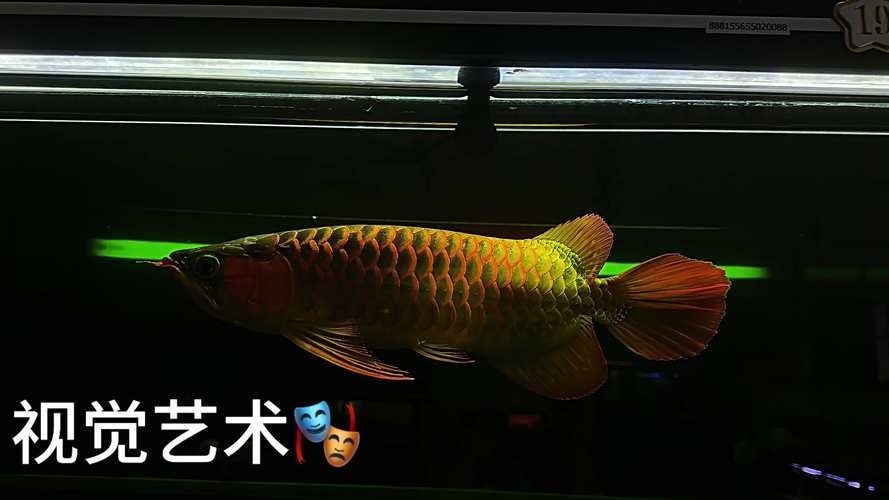 龍魚缸水草造景圖片大全