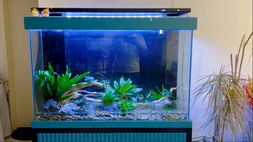 龍魚缸水草造景圖片大全
