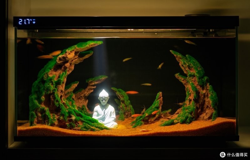 種印度觀賞魚進口價格查詢網站大全視頻下載，印度觀賞魚進口價格查詢網站大全視頻下載