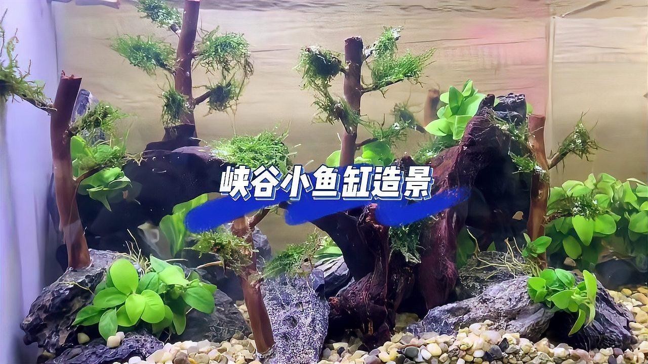 龍魚缸水草造景圖片大全