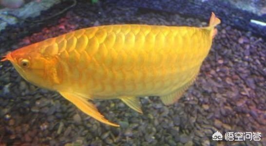 金龍魚取什么名字好聽【金龍魚是一種外觀獨(dú)特且富有文化內(nèi)涵的魚類】