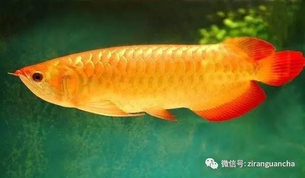 金龍魚取什么名字好聽【金龍魚是一種外觀獨(dú)特且富有文化內(nèi)涵的魚類】