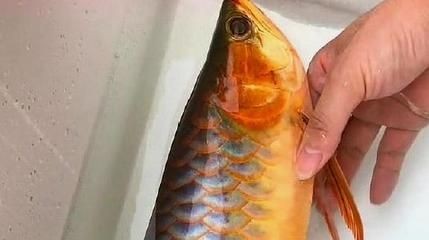 五十公分的龍魚(yú)一天吃多少（五十公分的龍魚(yú)應(yīng)該怎么喂養(yǎng)？）