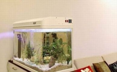 黑魚放魚缸中飼養(yǎng)需要注意以下幾點，你需要注意這幾點：如何正確的飼養(yǎng)黑魚