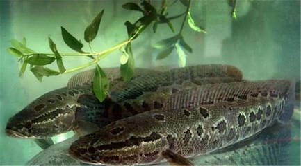 黑魚放魚缸中飼養(yǎng)需要注意以下幾點，你需要注意這幾點：如何正確的飼養(yǎng)黑魚