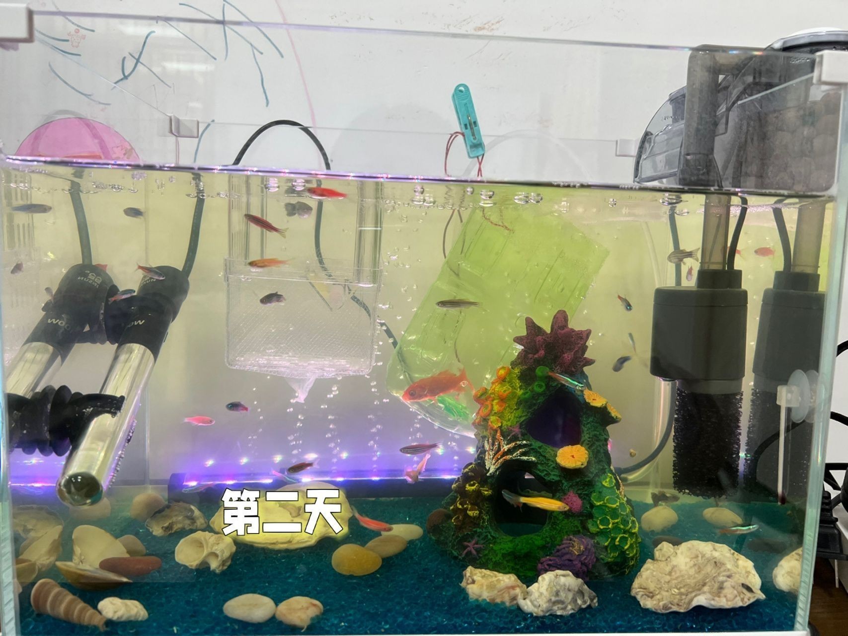 魚缸多久換水一次合適（魚缸換水的頻率取決于多個因素）