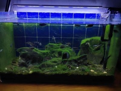 魚缸多久換水一次合適（魚缸換水的頻率取決于多個因素）