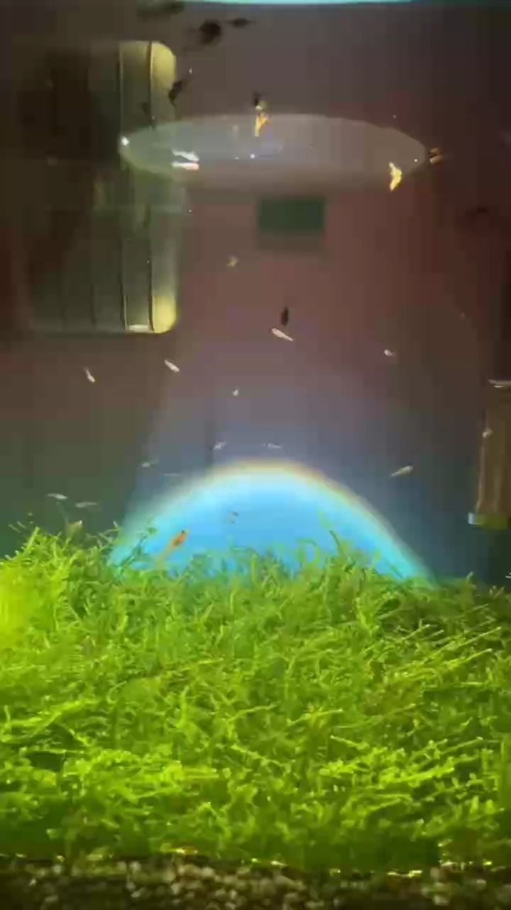 白金紅尾象耳魚苗
