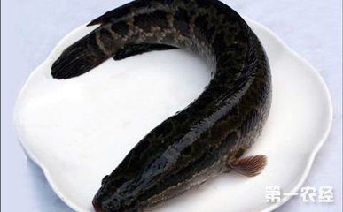 如何在魚缸中養活多條黑魚魚缸生態系統在魚缸中健康生長：如何在魚缸中養活多條黑魚