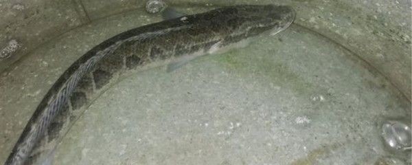 如何在魚缸中養活多條黑魚魚缸生態系統在魚缸中健康生長：如何在魚缸中養活多條黑魚
