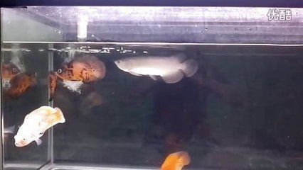 龍魚吃金龜子：龍魚吃金龜子嗎？