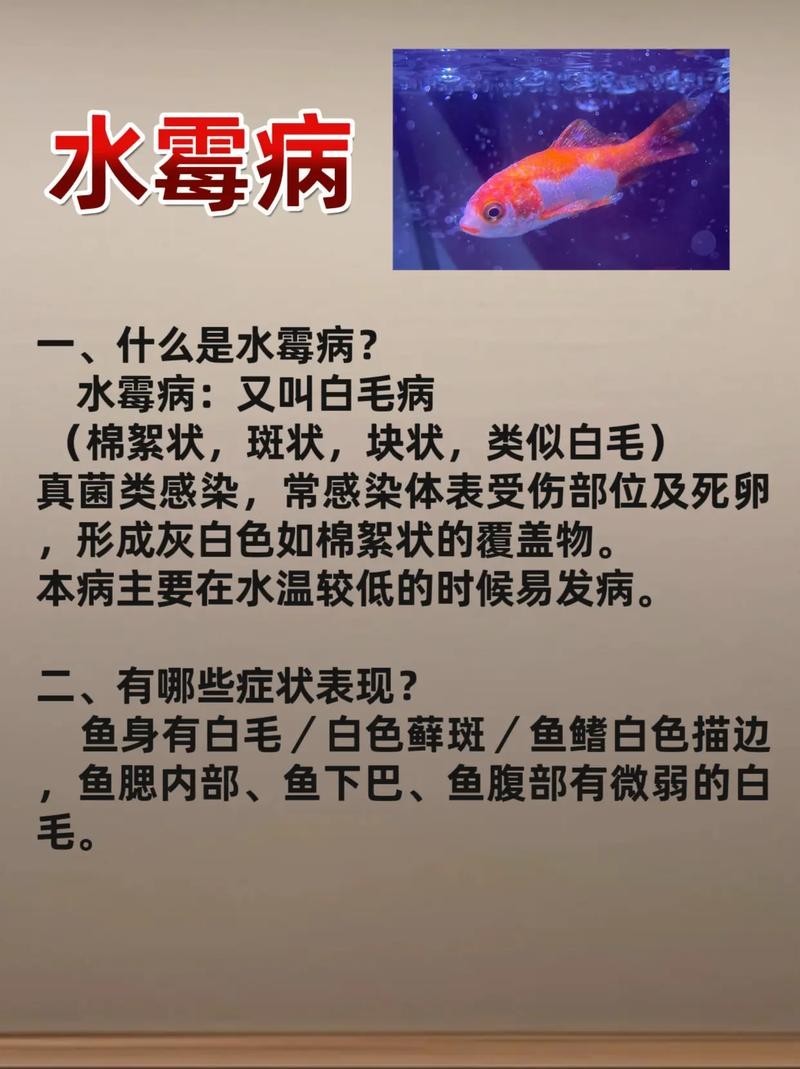 龍魚常見病水霉病圖片