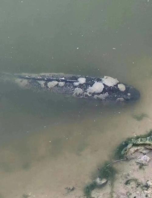 龍魚常見病水霉病圖片