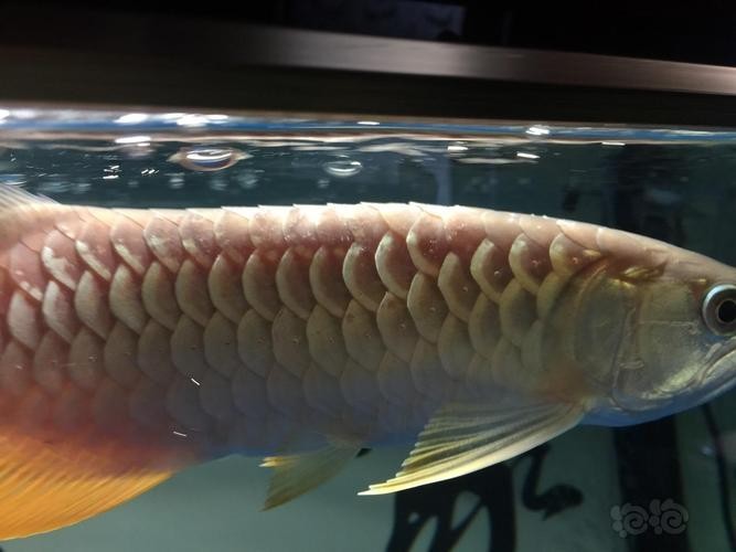 龍魚常見病水霉病圖片