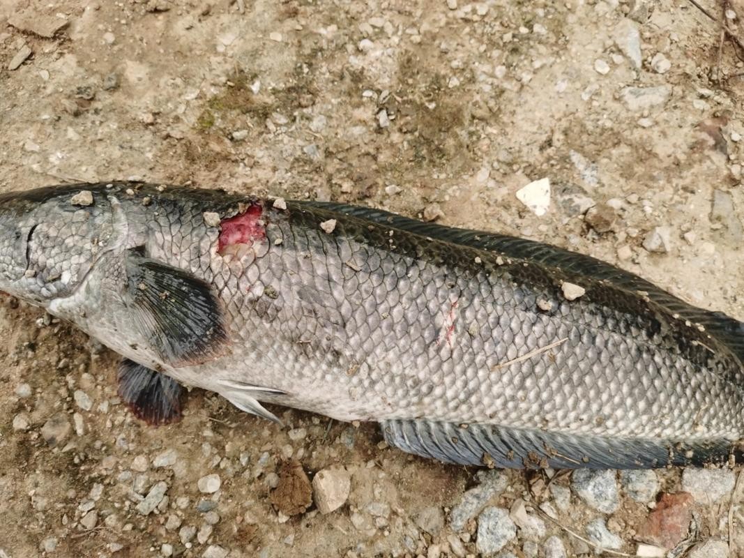 龍魚常見病水霉病圖片