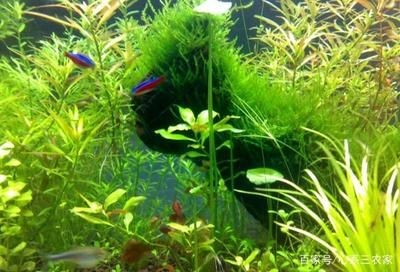 魚缸里長綠藻好不好（魚缸里長綠藻好不好魚缸里長綠藻好不好）