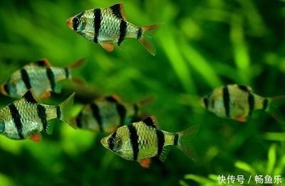 魚缸里長綠藻好不好（魚缸里長綠藻好不好魚缸里長綠藻好不好）