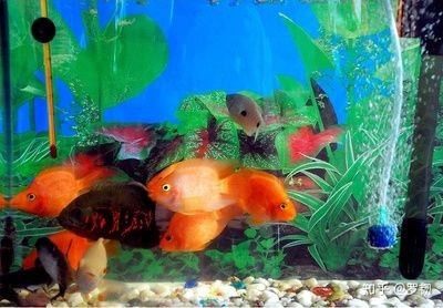 房間放魚缸養(yǎng)魚需要綜合考慮綜合考慮健康、風(fēng)水等因素：室內(nèi)養(yǎng)魚需要注意什么？