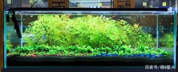 房間放魚缸養(yǎng)魚需要綜合考慮綜合考慮健康、風(fēng)水等因素：室內(nèi)養(yǎng)魚需要注意什么？