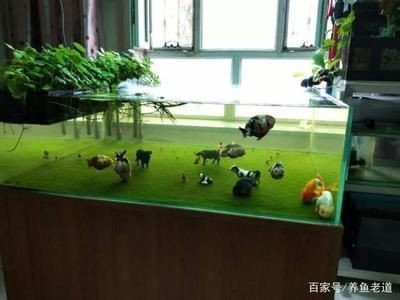房間放魚缸養(yǎng)魚需要綜合考慮綜合考慮健康、風(fēng)水等因素：室內(nèi)養(yǎng)魚需要注意什么？