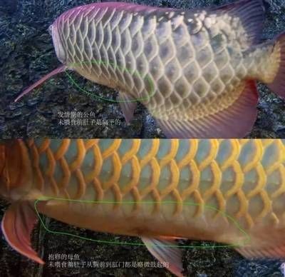 龍魚腹部一側有鼓起的原因分析(龍魚腹部一側有鼓起可能是由多種原因引起的) 龍魚百科 第1張 龍魚腹部一側有鼓起的原因分析(龍魚腹部一側有鼓起可能是由多種原因引起的) 龍魚腹部一側有鼓起的原因分析(龍魚腹部一側有鼓起可能是由多種原因引起的) 龍魚百科 第1張