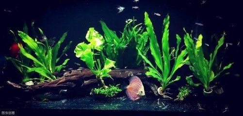 魚缸多長時間換水？怎么判斷水質好壞（魚缸多長時間換水）