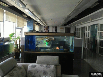龍魚缸是什么意思：如何防止龍魚跳缸,龍魚跳缸是什么意思龍魚跳缸是什么意思