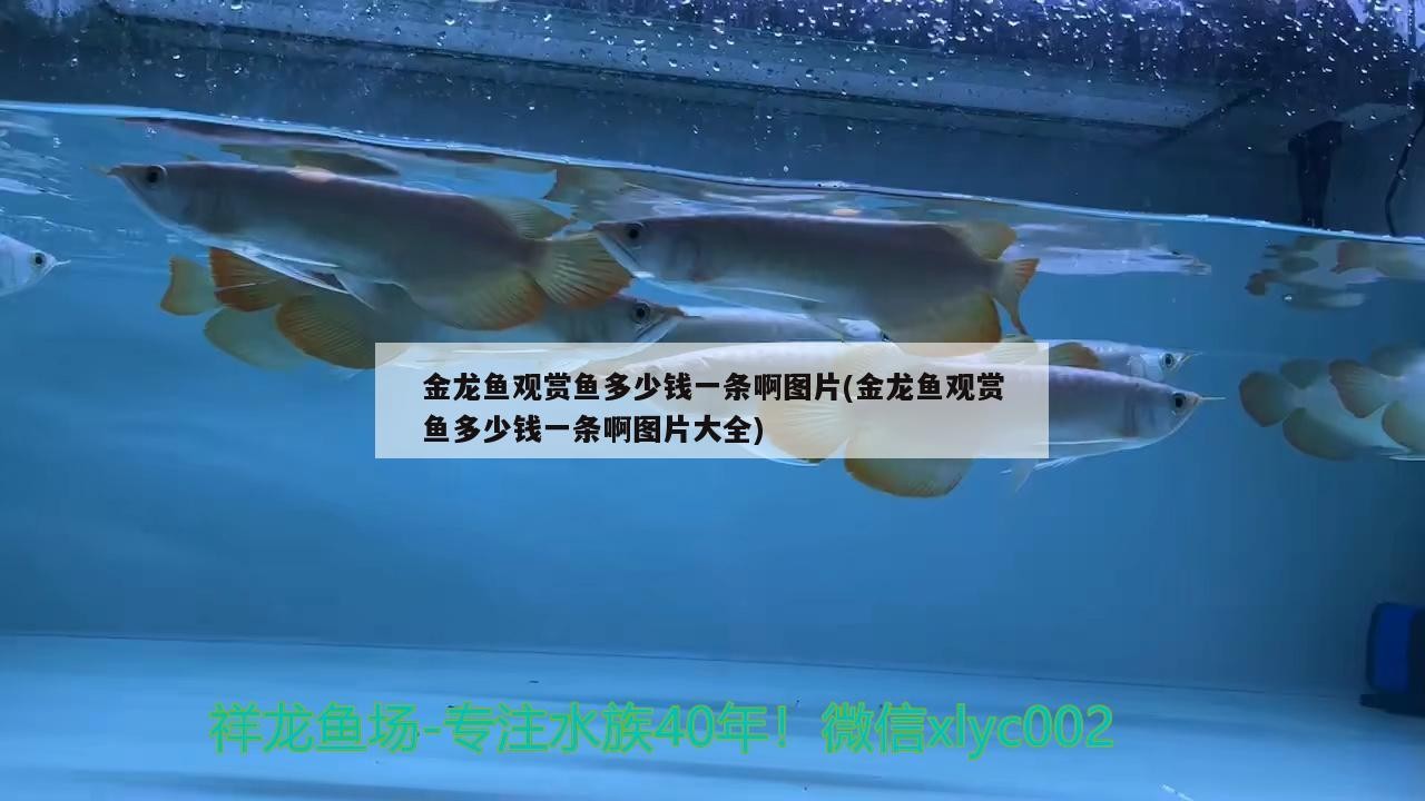 巴彥淖爾市臨河區新潮水族魚店