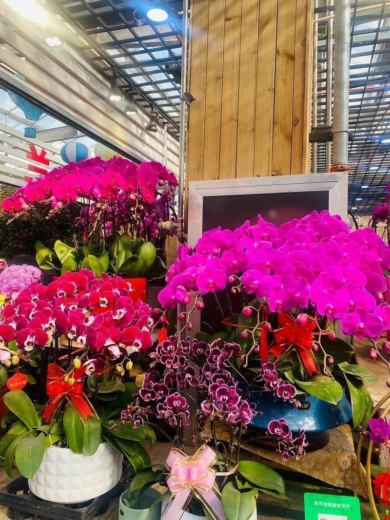 天津哪里有賣雷龍魚的地方