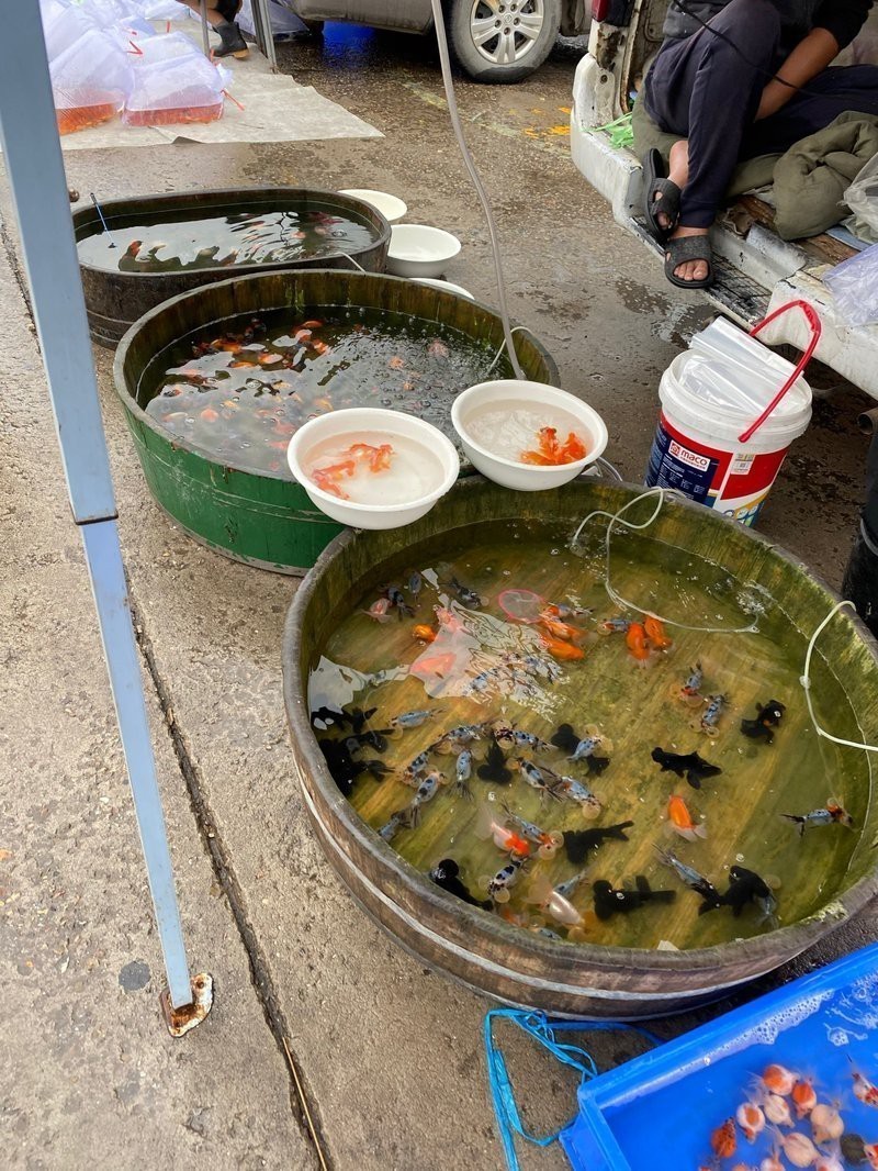 天津哪里有賣雷龍魚的地方