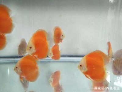 魚缸水泵不動：魚缸水泵不動的一些原因及其解決方案