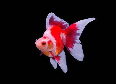 龍魚會攻擊金魚嗎：龍魚會攻擊金魚嗎，