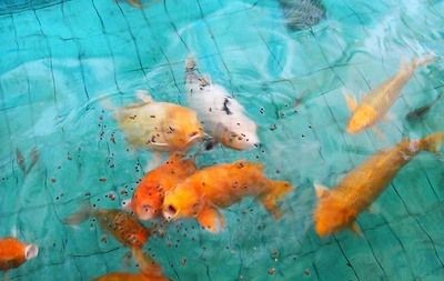 龍鳳鯉魚養殖技巧：龍鳳鯉魚養殖技巧有助于提高龍鳳鯉魚健康狀況及繁殖成功率