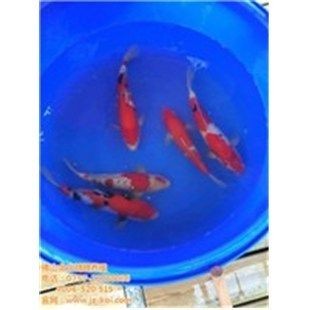 龍鳳鯉魚養殖技巧：龍鳳鯉魚養殖技巧有助于提高龍鳳鯉魚健康狀況及繁殖成功率