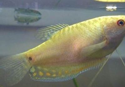 龍魚得了腸炎什么癥狀：龍魚腸炎與水質(zhì)關(guān)系關(guān)系，龍魚腸炎的飲食調(diào)整與治療方法