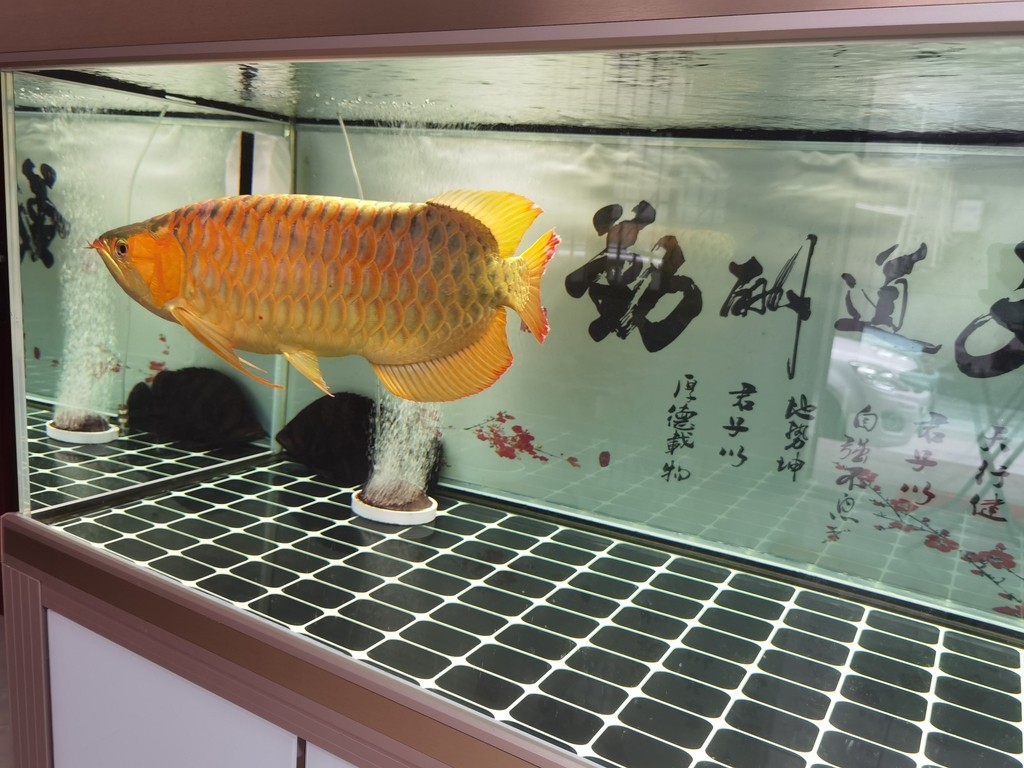 恐龍魚能長到多大才能繁殖，六角恐龍魚的繁殖大小與它們的發育成熟階段密切相關