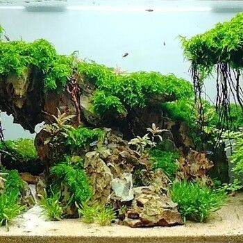 魚缸造景培訓機構哪家好：廣州水草造景培訓機構